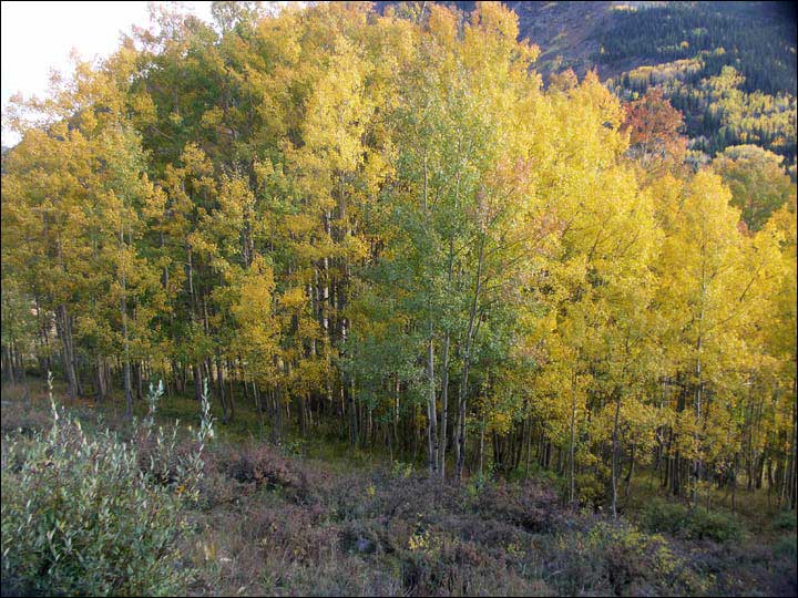 015_aspen_05.jpg