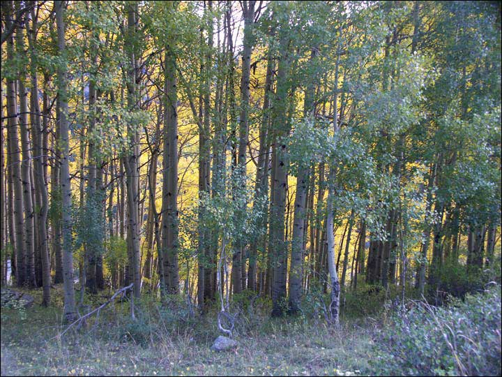 018_aspen_05.jpg