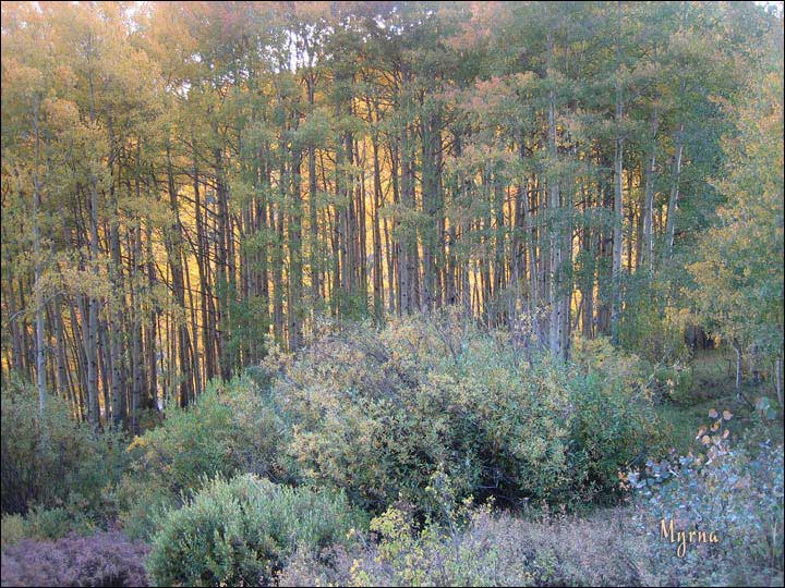 019_aspen_05.jpg