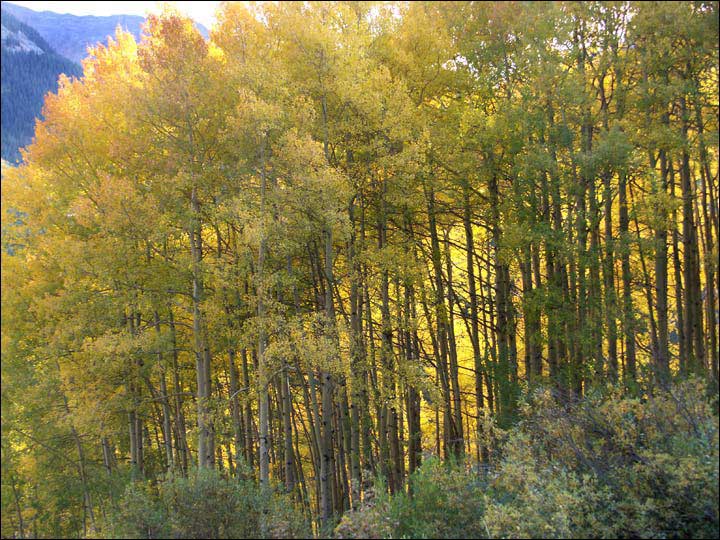 021_aspen_05.jpg