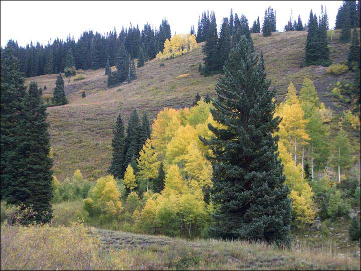 030_aspen_05.jpg