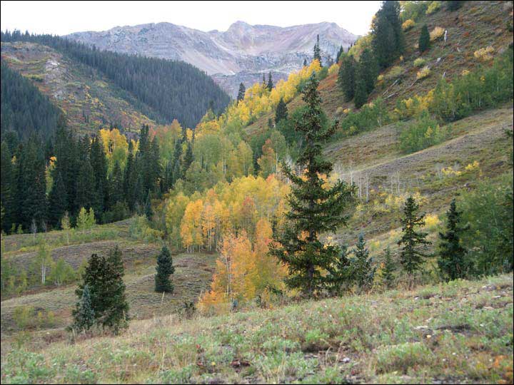 031_aspen_05.jpg