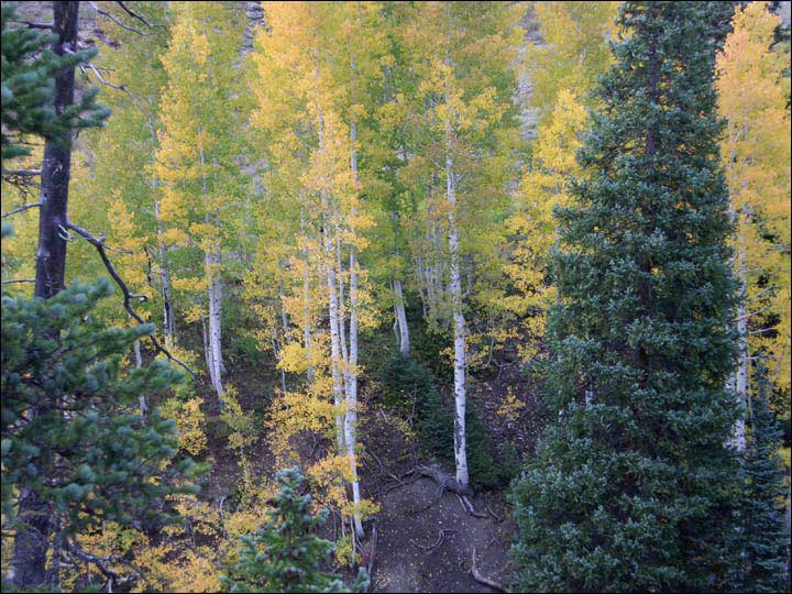 032_aspen_05.jpg