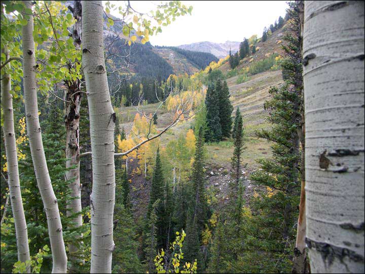 033_aspen_05.jpg