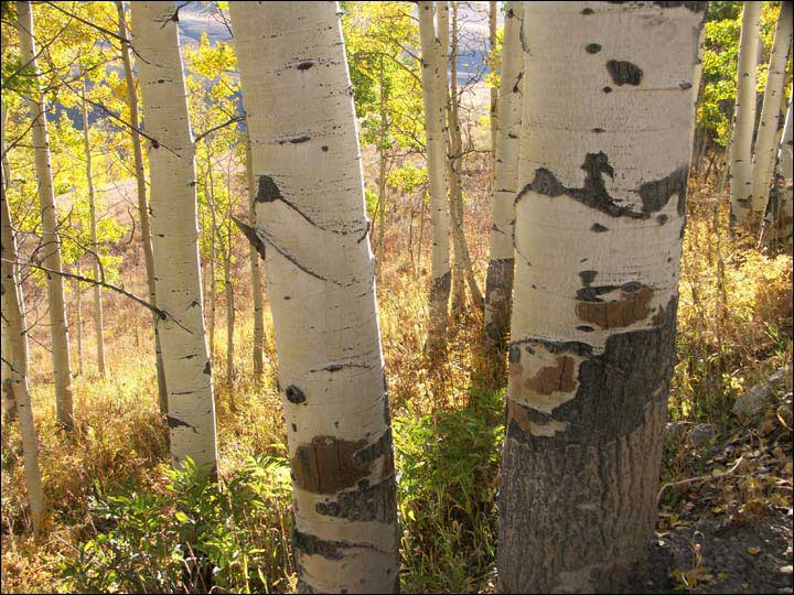 049_aspen_05.jpg
