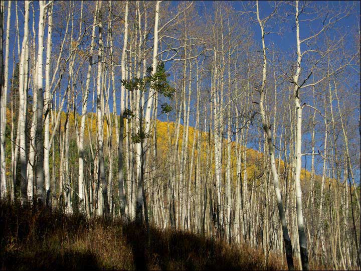 050_aspen_05.jpg