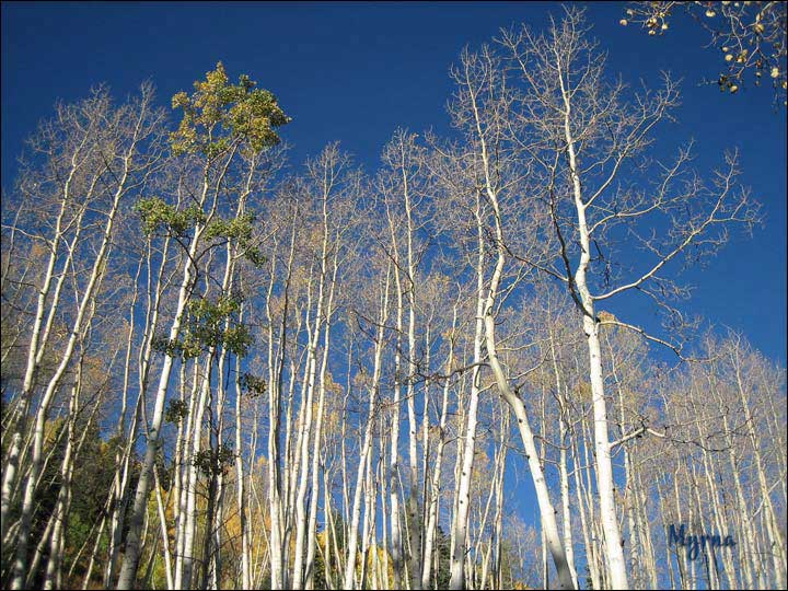 051_aspen_05.jpg