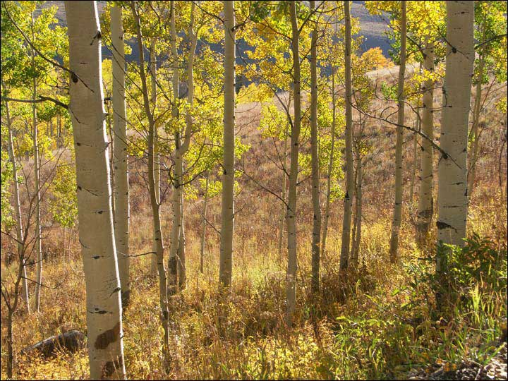 053_aspen_05.jpg