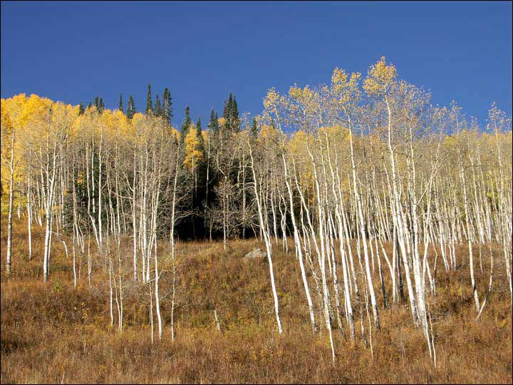 056_aspen_05.jpg