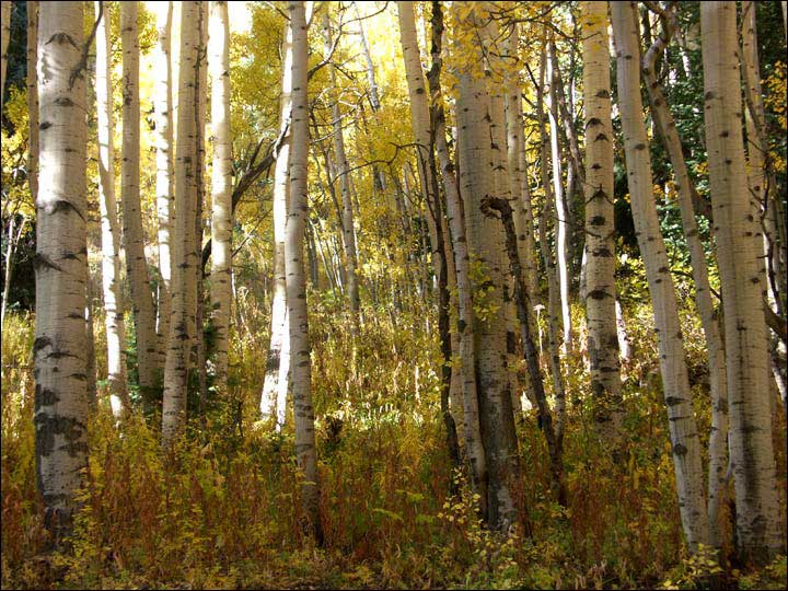 068_aspen_05.jpg