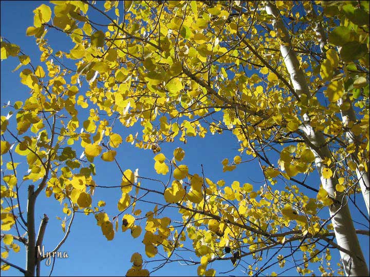 082_aspen_05.jpg