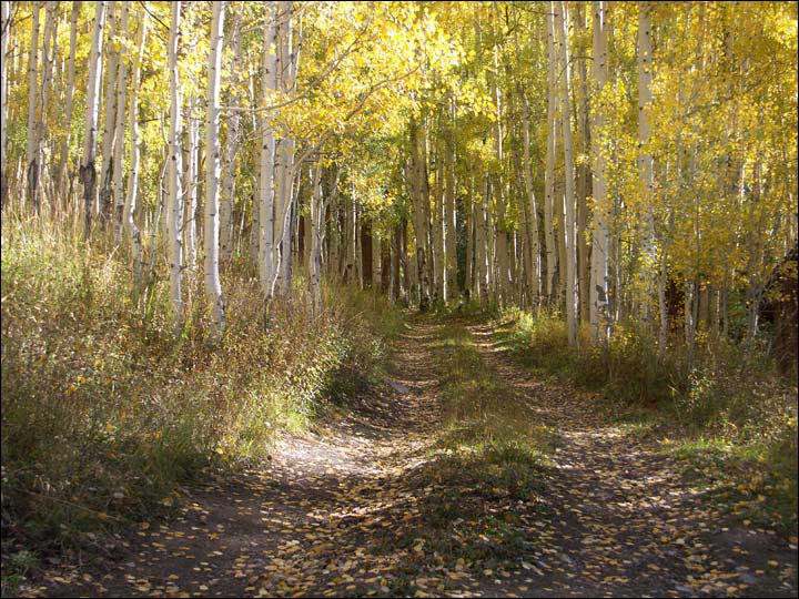 090_aspen_05.jpg