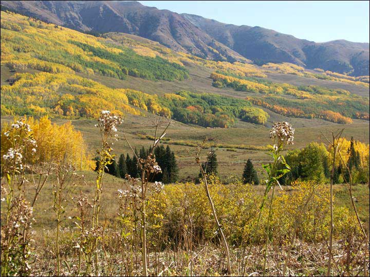 100_aspen_05.jpg