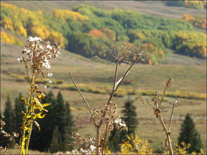 102_aspen_05.jpg