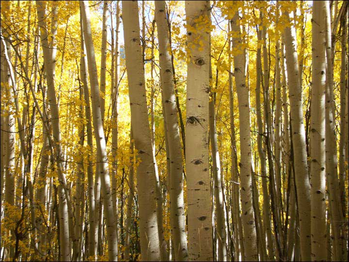 104_aspen_05.jpg