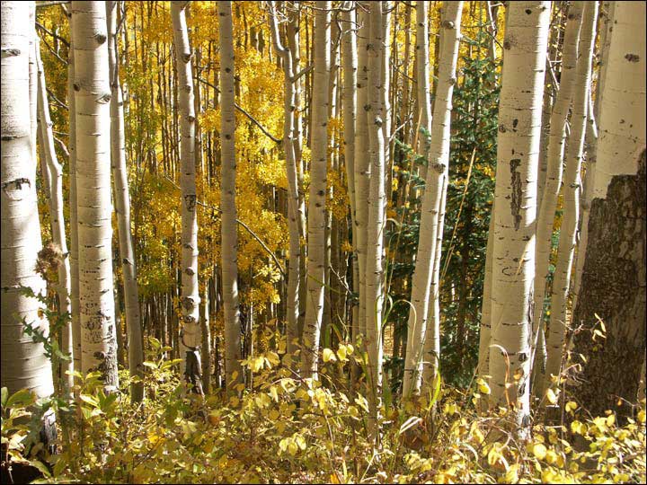 107_aspen_05.jpg