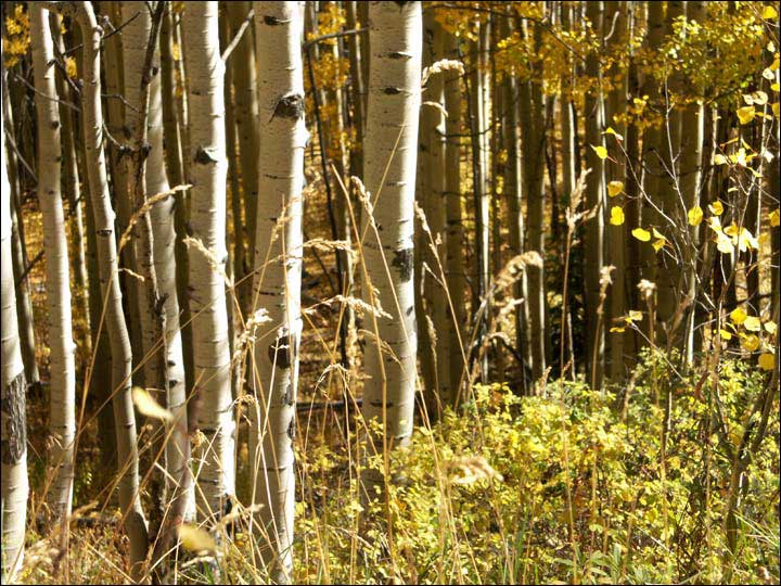 108_aspen_05.jpg