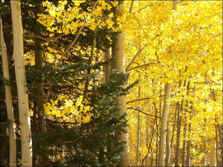 110_aspen_05.jpg