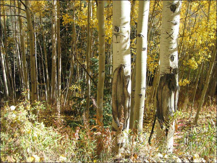 114_aspen_05.jpg