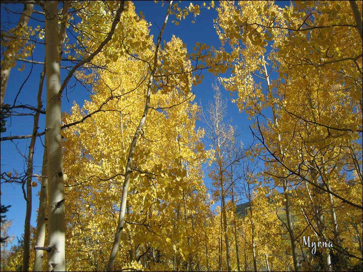 115_aspen_05.jpg