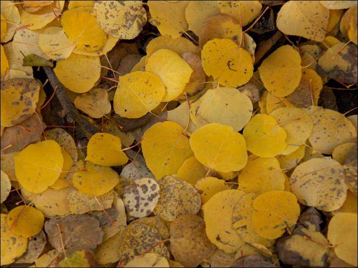 117_aspen_05.jpg