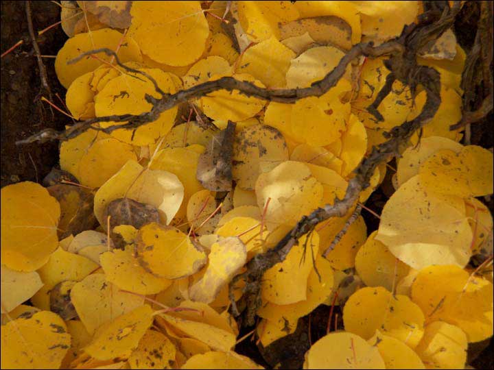 119_aspen_05.jpg