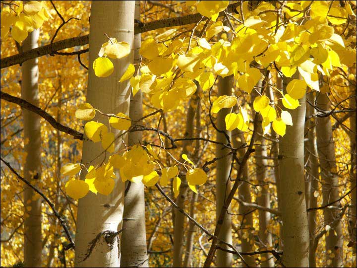 123_aspen_05.jpg