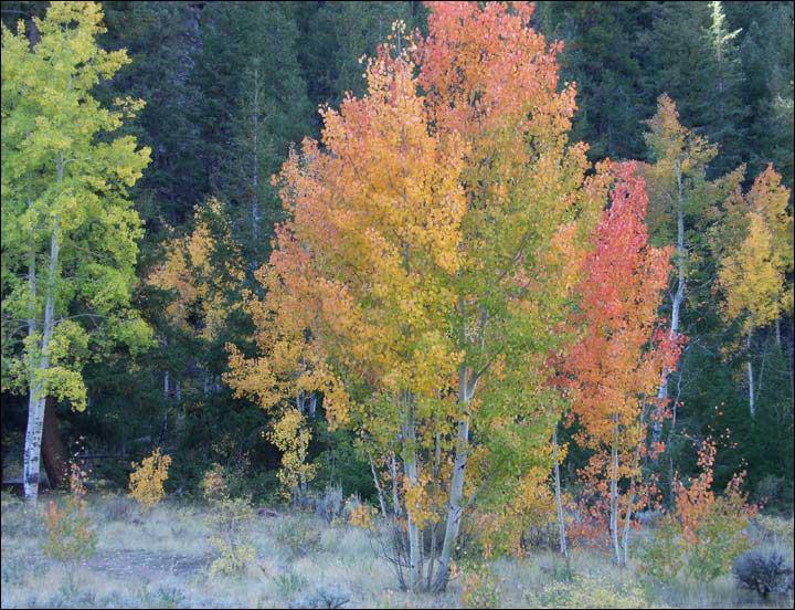 133_aspen_05.jpg