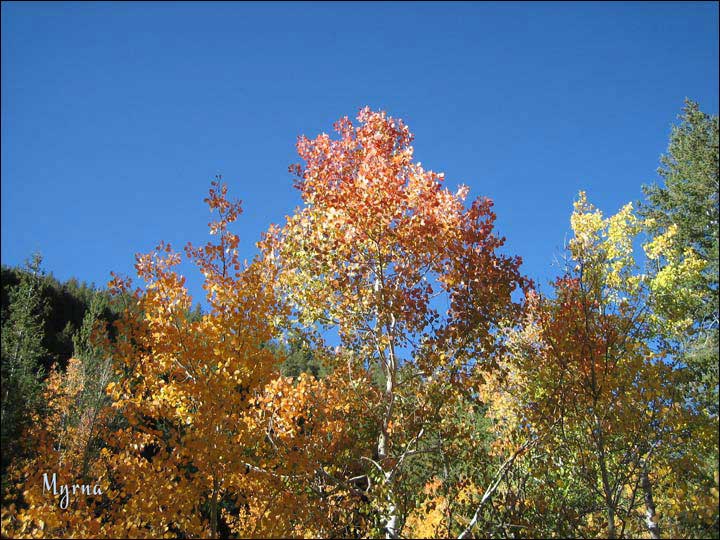 135_aspen_05.jpg