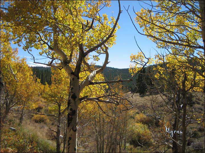 140_aspen_05.jpg