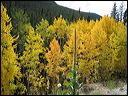 001_aspen_05