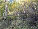 011_aspen_05
