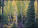 032_aspen_05
