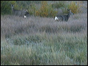 043_aspen_05