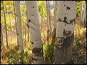 049_aspen_05