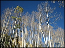 051_aspen_05