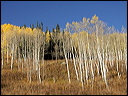 056_aspen_05