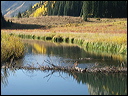 071_aspen_05