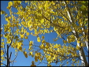 082_aspen_05