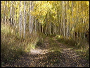 090_aspen_05