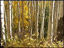 107_aspen_05