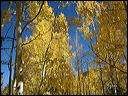 115_aspen_05