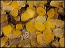 117_aspen_05