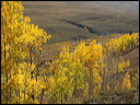 124_aspen_05