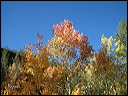 135_aspen_05