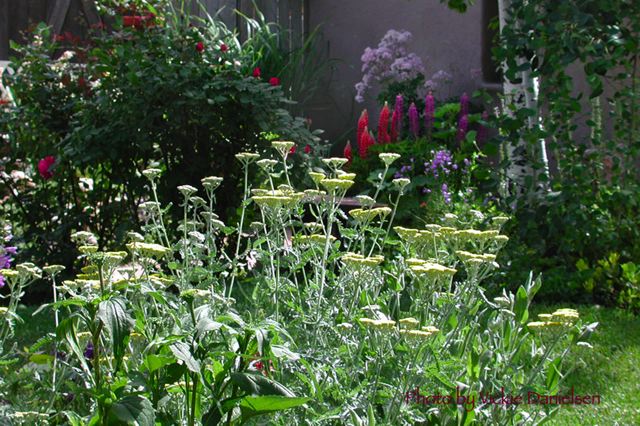 adobe_and_flora.jpg