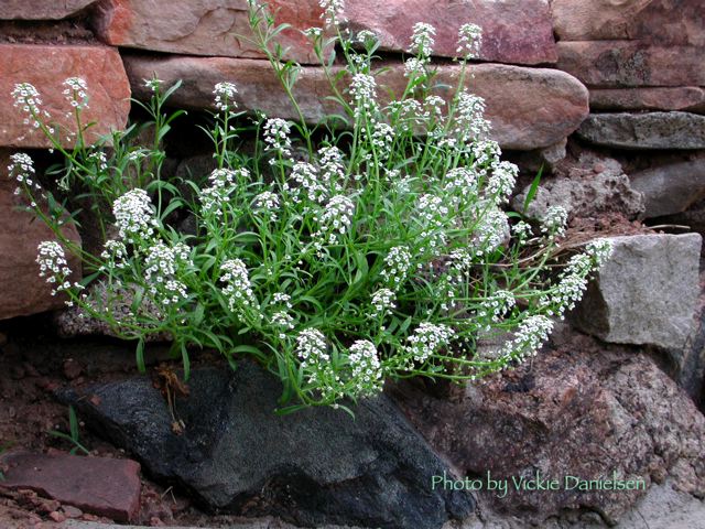 alyssum.jpg