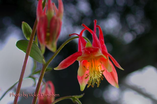 aquilegia__..._that_reddish.jpg