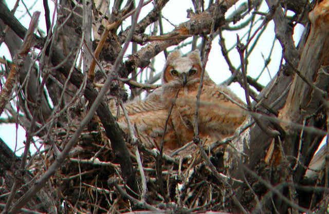 baby_owls.jpg