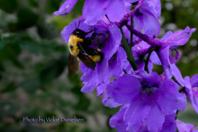 bumblebee_on_delphinium.jpg